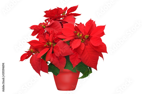 beautiful poinsettia