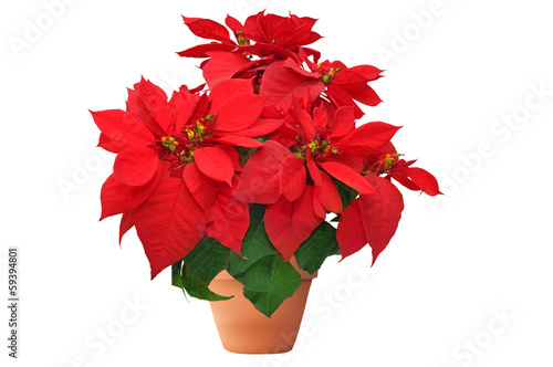 red christmas flower on white background