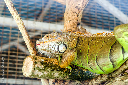 Iguana