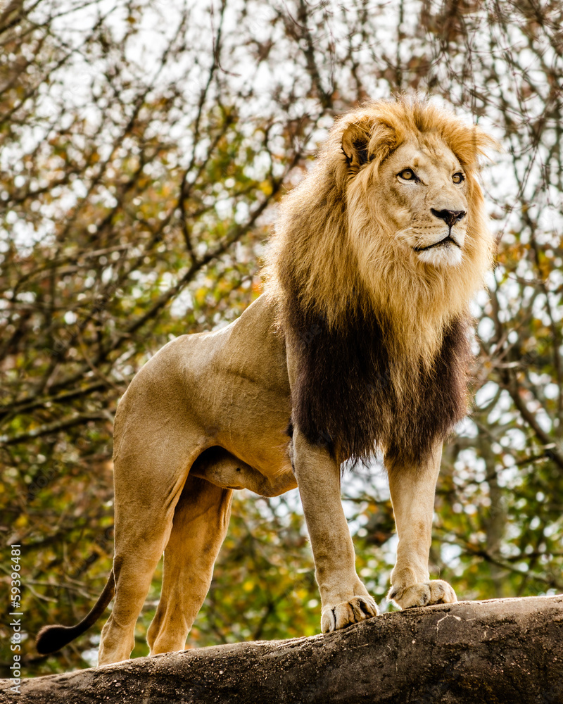 Obraz premium Male lion looking out atop rocky outcrop