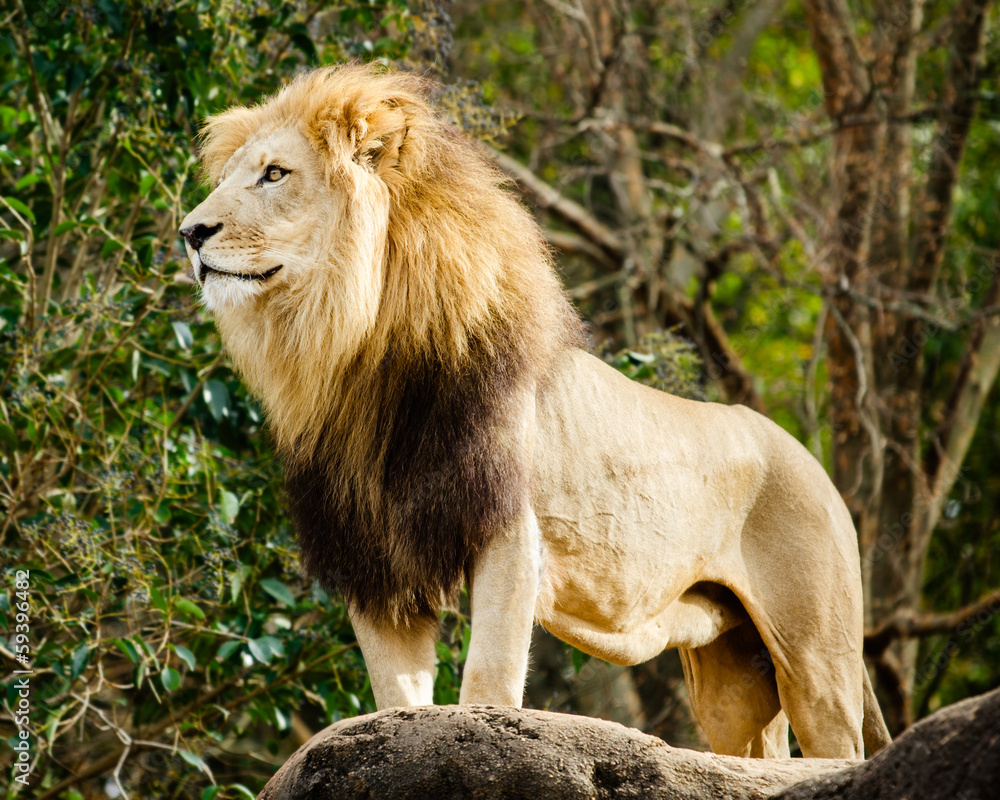 Fototapeta premium Male lion looking out atop rocky outcrop