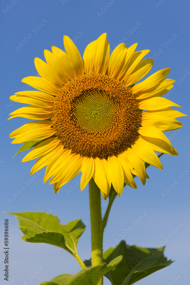 Sunflower isolate against blue sky background Sunflower isolate against blue sky background