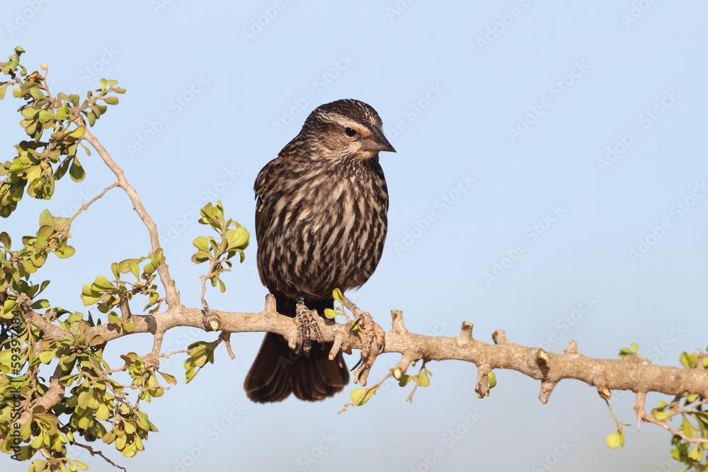 Female Red-winged Blackbird  on a Branch