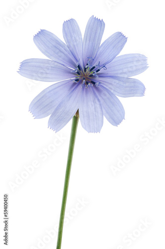 wild chicory photo