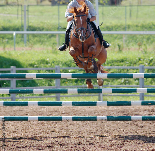 horse at jumping competition
