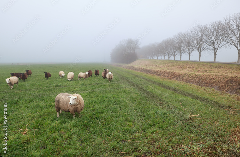 Fototapeta premium few sheep in winter fog on pasture