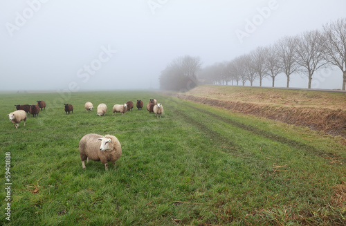few sheep in winter fog on pasture © Olha Rohulya