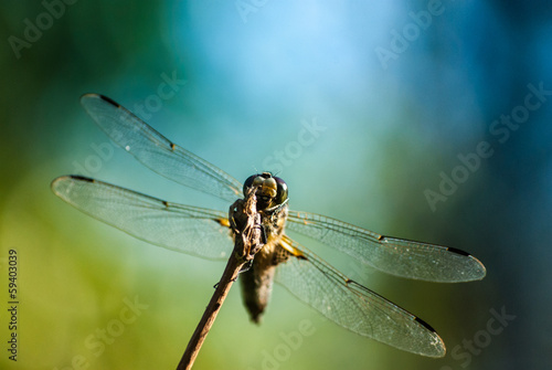 dragonfly on twig © romas_ph