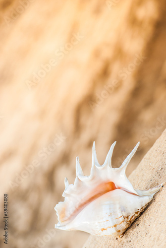 seashell on the beach