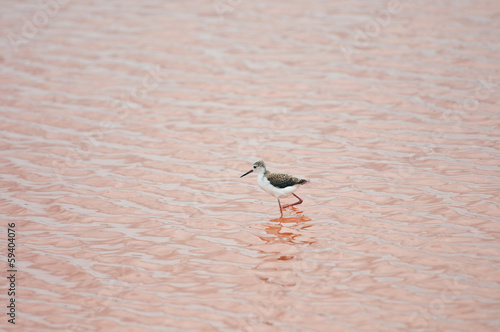 black winged stilt in the salt lake - national park saadani photo