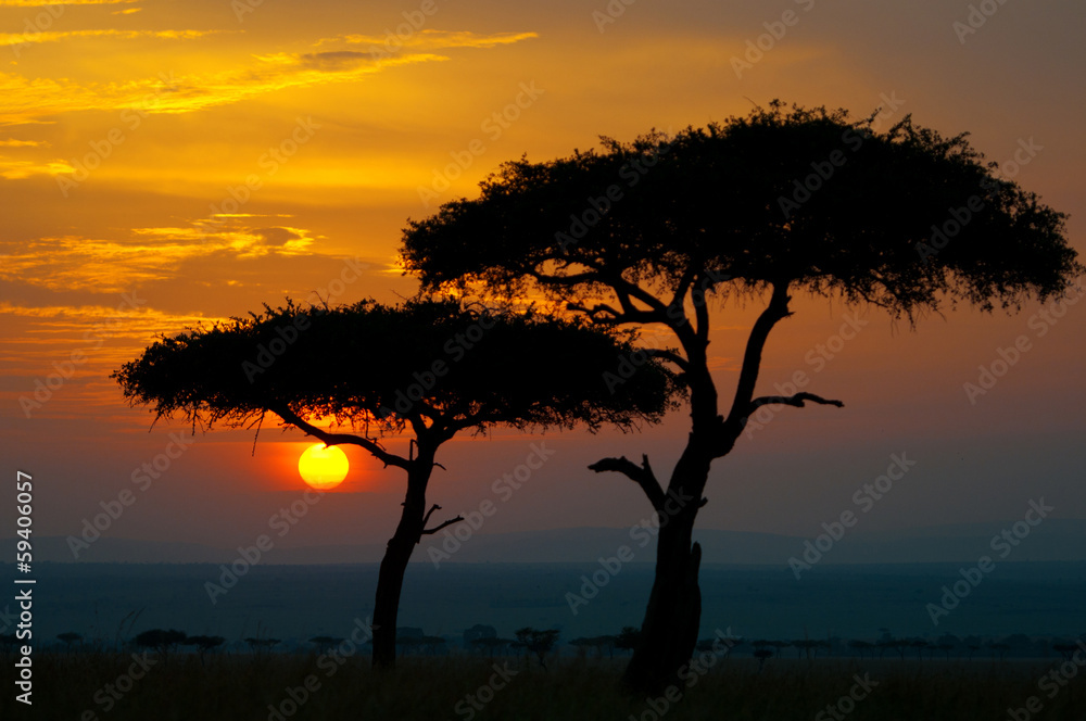 sunset in the national park masai mara in kenya