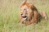 male lion lying in the high savannah grass licking its face