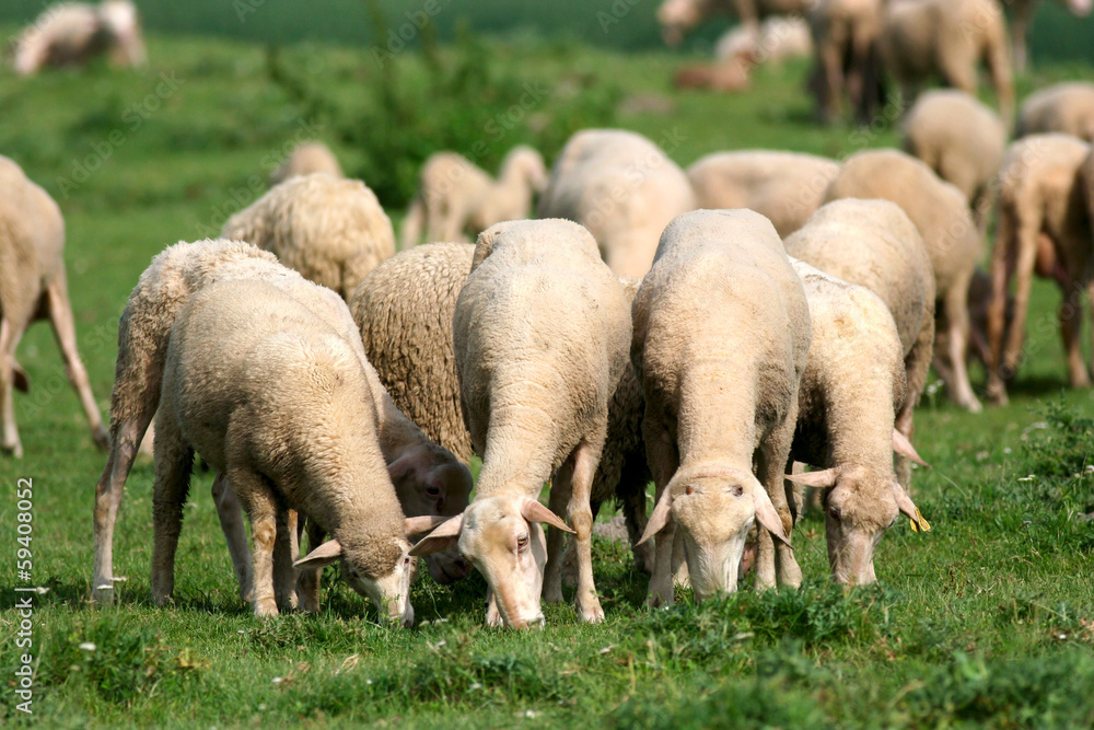 Obraz premium Sheep grazing on grass