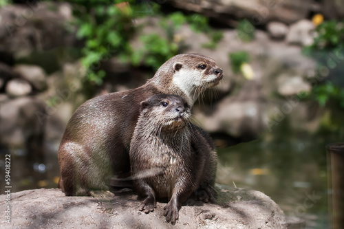 Otter Family © Gail Johnson