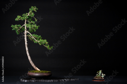 Exposition de bonsaï