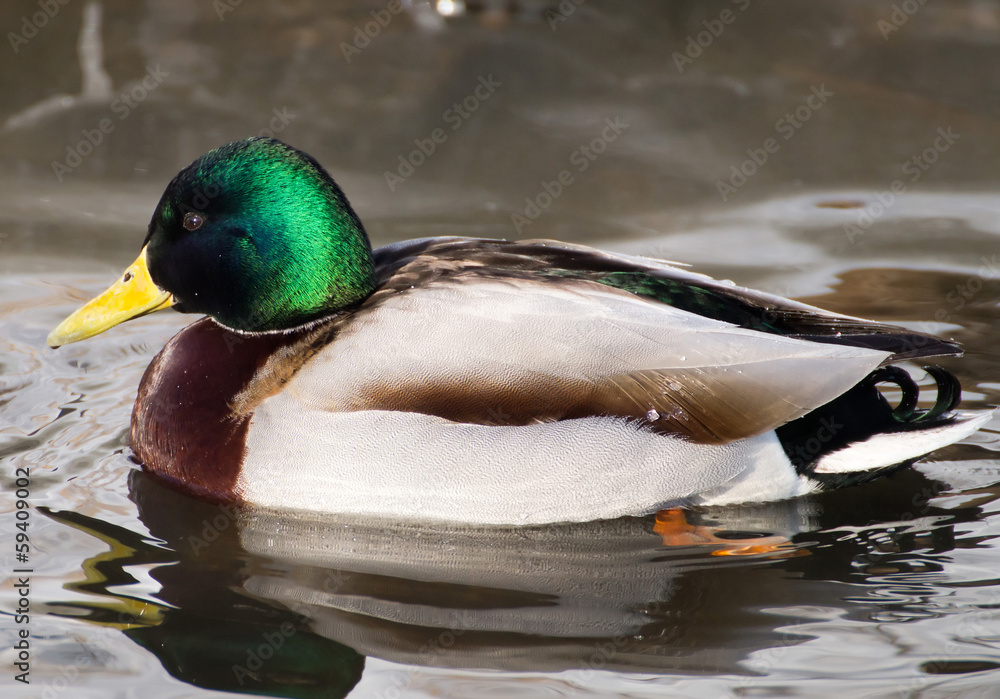 Obraz premium duck on the lake