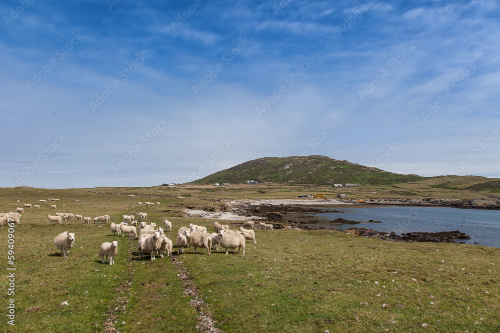 Fototapeta premium Bardsey Island 