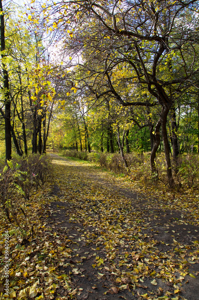 Park in the fall Park in the fall