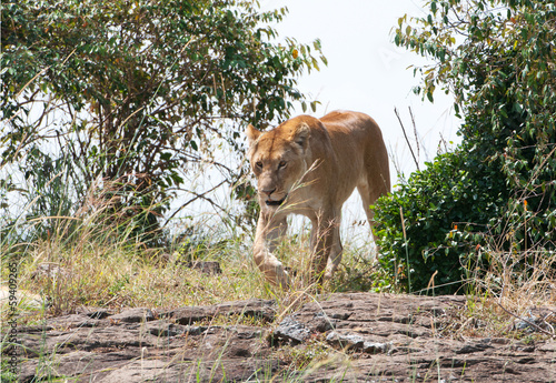 female lion roaming through the bushland in kenya