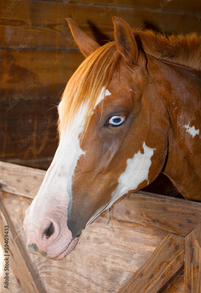 Obraz premium Impatient horse