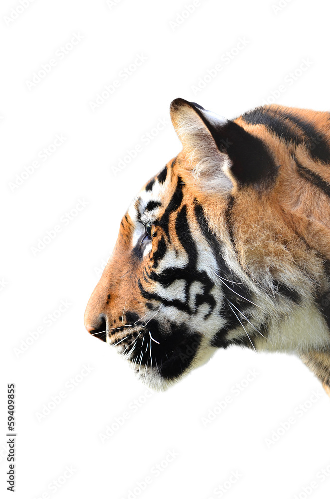 Fototapeta premium tiger head isolated