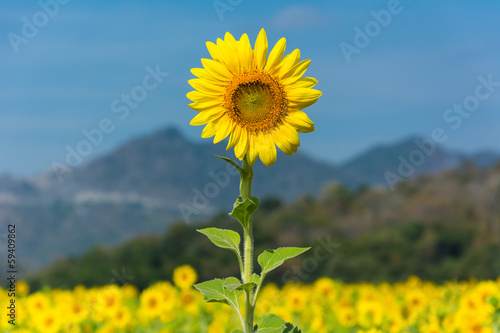 sunflower with blue sky