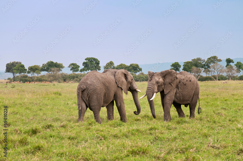 two african elephants ready to fight - masai mara