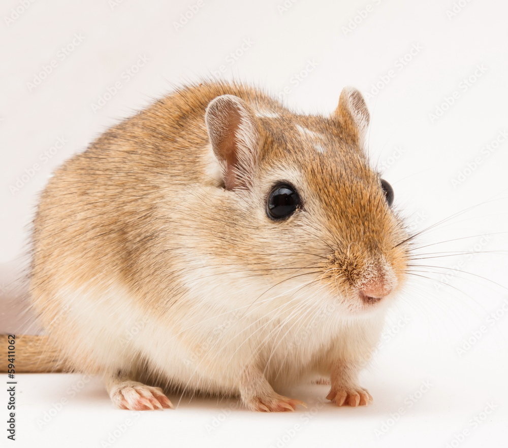 custom made wallpaper toronto digitalWüstenrennmaus