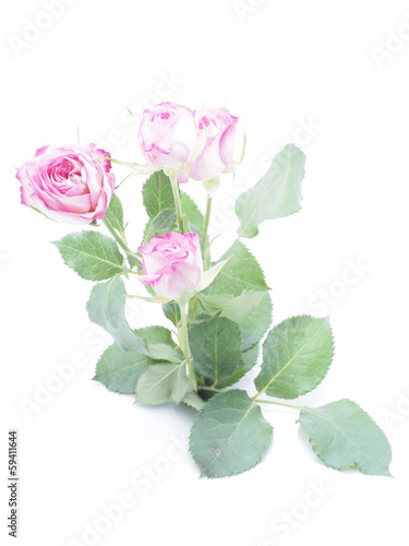 rose on a white background