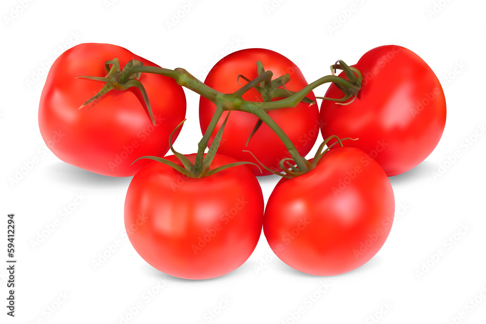 Set of red tomatoes. Realistic Vector illustration. Isolated on Set of red tomatoes. Realistic Vector illustration. Isolated on