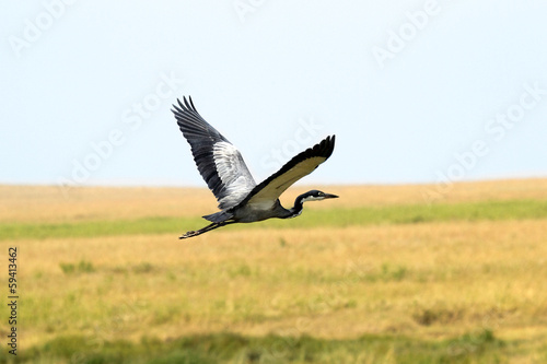 Flying african heron