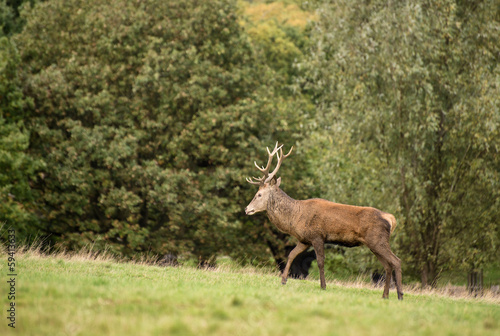 Red deer stag during rutting season in Autumn