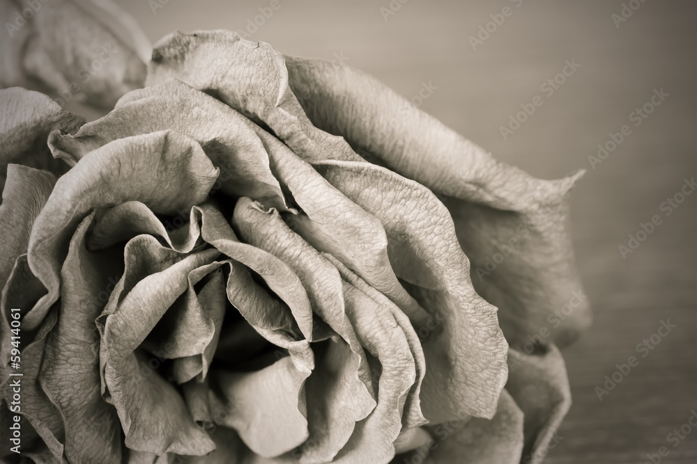 Black and white image of old dead rose - obrazy, fototapety, plakaty 
