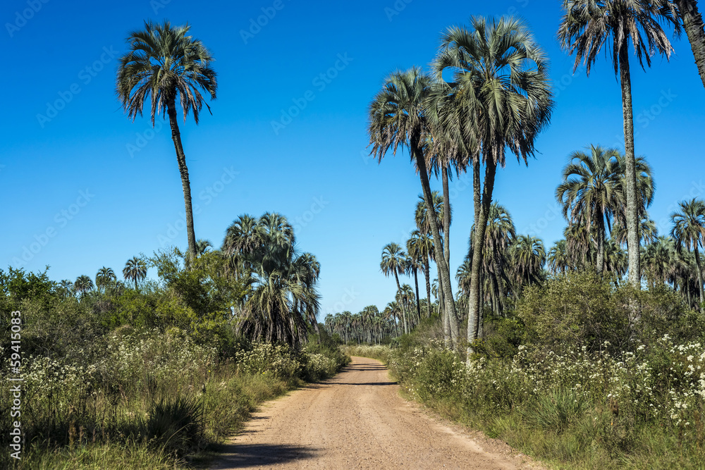 Fototapeta premium Palms on El Palmar National Park, Argentina