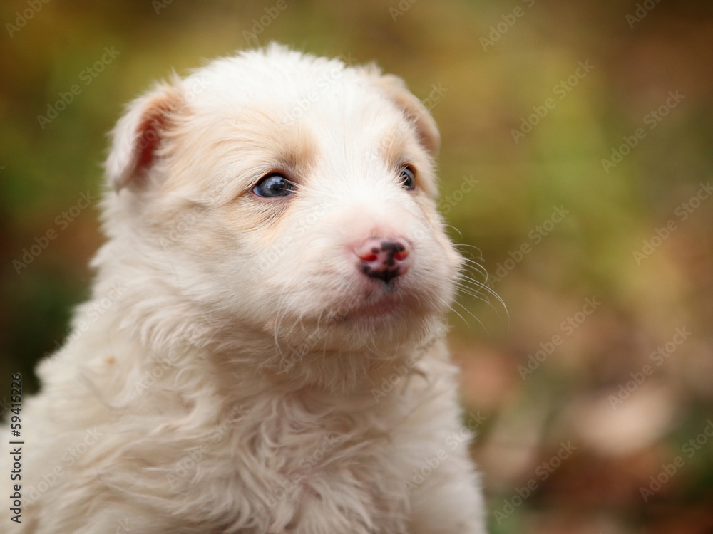 Face a little sitting white puppy in outdoor Face a little sitting white puppy in outdoor