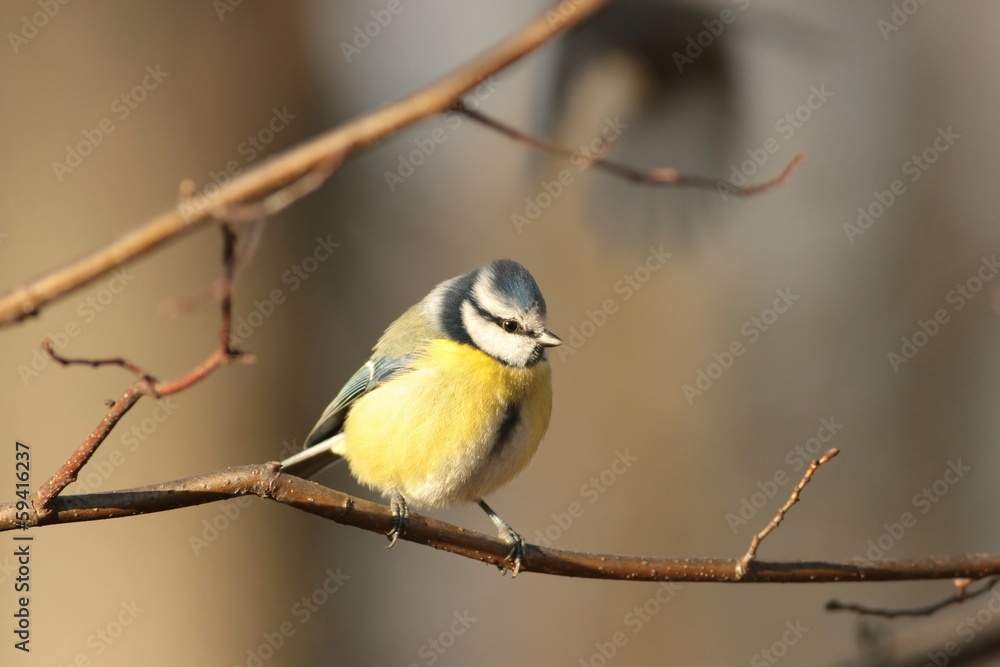 Blue tit - Parus caeruleus in the autumn forest