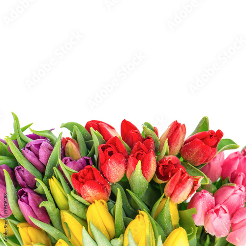 bouquet of fresh spring tulips with water drops