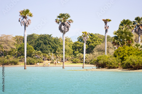 drinking giraffes on the shore of the lake manze in east africa photo