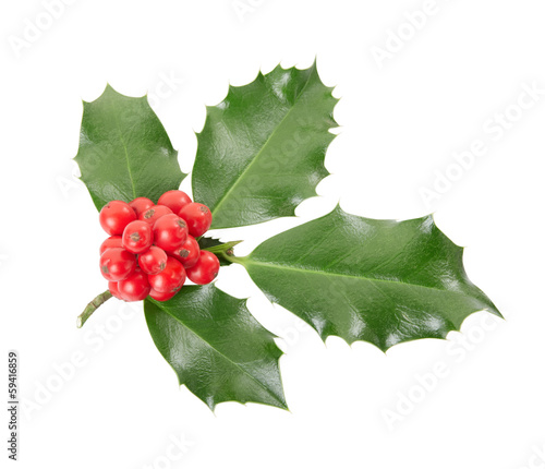 Holly twig on white with clipping path