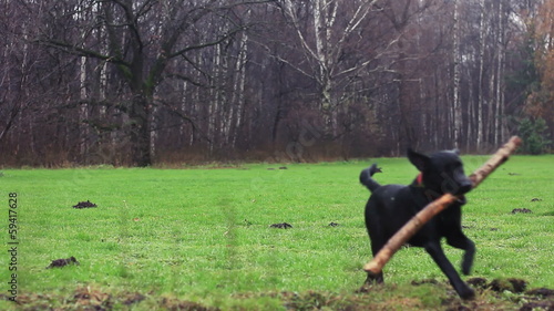 Labrador dog in the park playing fetch. Autumn season.