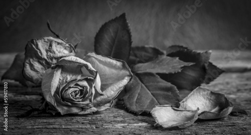 A black and white vintage image of a rose on wooden table #59417810