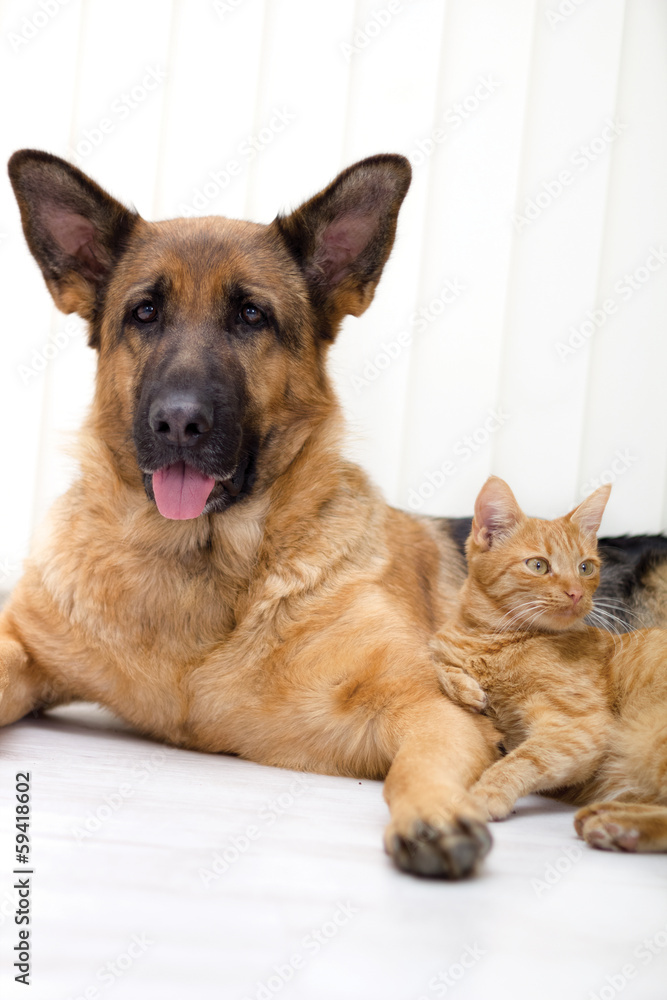 Cat and dog together Cat and dog together
