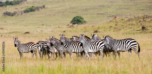 zebra herd in the savannah - national park masai mara