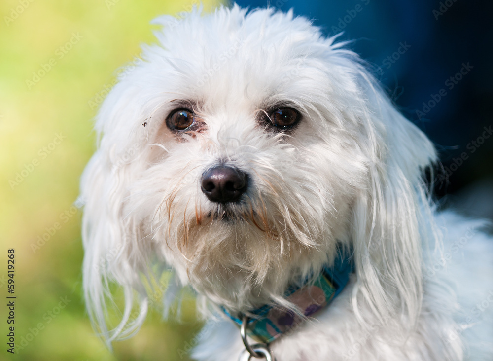 portrait of a malteser dog