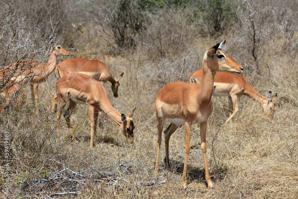 Impala Impala