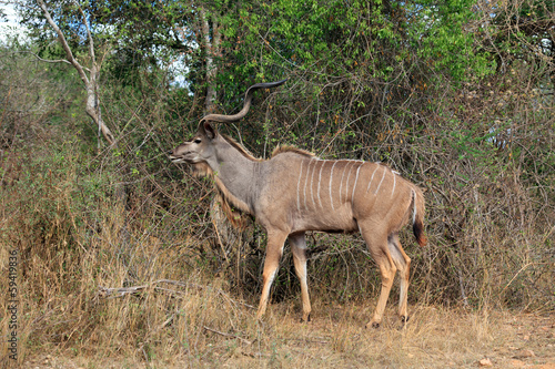 Großer Kudu © Andreas Edelmann