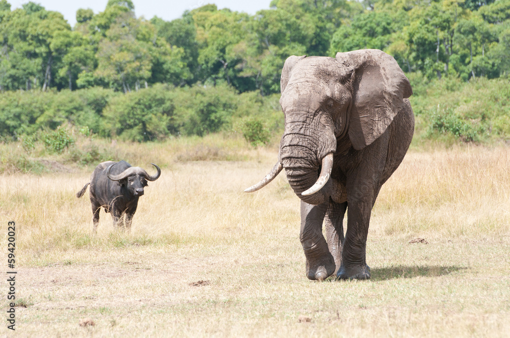 african elephant and cape buffalo in the savannah african elephant and cape buffalo in the savannah