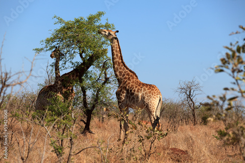 Giraffe