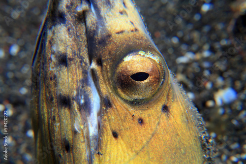 Black-finned snake eel (Ophichthus melanochir) photo