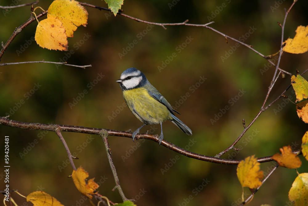 Fototapeta premium Blue tit, Parus caeruleus